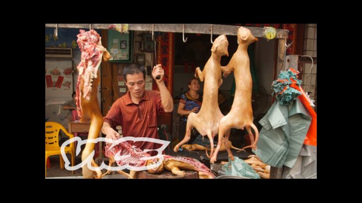 Dining on Dogs in China: Dog Days of Yulin (Part 1/2)