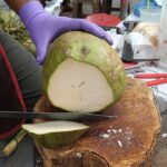 태국 코코넛 자르기 달인 / Amazing Coconut Cutting Skills – thai street food