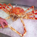Japanese Street Food – $500 GIANT SPIDER CRAB Seafood Okinawa Japan