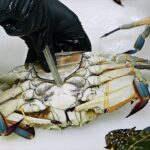 Japanese Food – RED LOBSTER Scorpion Crabs Blue Crab Sashimi Teruzushi Japan