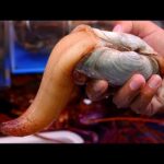 Japanese Street Food – GEODUCK SASHIMI Seafood Japan