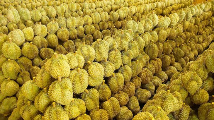 Durian Fruit Harvesting Process Collection on Durian Farm – Thai Street Food
