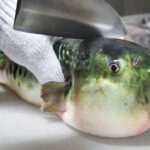 Eating Japan’s POISONOUS PufferFish!!! ALMOST DIED!!! *Ambulance*