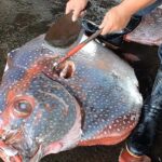 Fish Cutting in Taiwan :  Tuna and Salmon