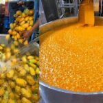 India’s Biggest Mango Juice Factory😱😱 आम की नदियाँ बहती हैं यहाँ😳😳 Indian Street Food | Surat