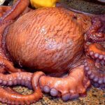대왕문어무침 Seasoned Octopus Salad cooked with 17kg Giant Octopus – Korean street food