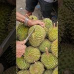 The world’s smelliest fruit? but very delicious, Durian fruit cutting – Vietnamese Street Food