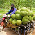 Amazing Thai Jackfruit Farm! Jackfruit Harvesting Process! – Thailand Street Food