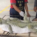 How to Fillet, Debone and Skin an Alligator -Taiwanese street food Grilled Crocodile Meat